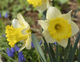 Лас Вегас (Las Vegas) 2 шткупити