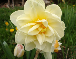 Нарцис Менлі  (Manly)купити