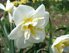 Нарцисс с рассеченной коронкой Лемон Бьюти (Lemon Beauty)  купить