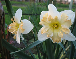 Пальмарес (Palmare) 2 шткупити