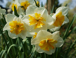 Сорбет (Sorbet) 2 шткупити