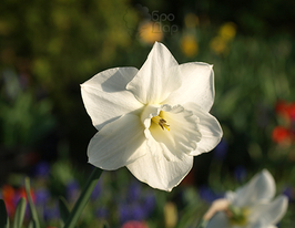 Дездемона (Desdemona) 2 шткупити