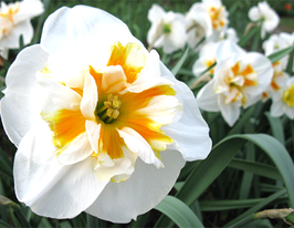 Доллі Моллінджер (Dolly Mollinger) 2 шткупити