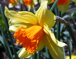 Фортіссімо (Fortissimo) 2 шткупити