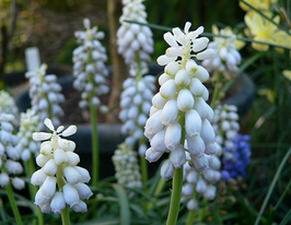 Botryoides Album 10 шт купить