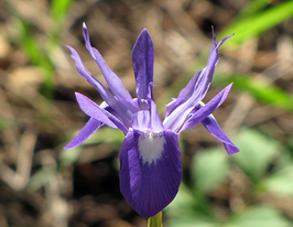 Морея голубоглазая 5 шт купить