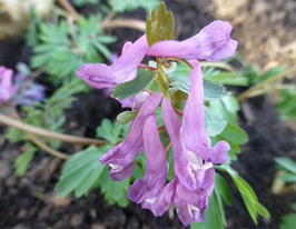 Хохлатка клубневая 5 шт купить