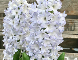 Блю Айз (Blue Eyes) 1 шткупити