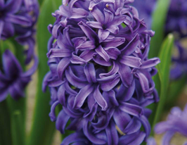 Блю Перл (Blue Pearl) 1 шткупити