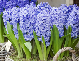 Гіацинт Блю Танго (Blue Tango)купити