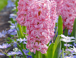 Гіацинт Ібіс (Ibis)купити