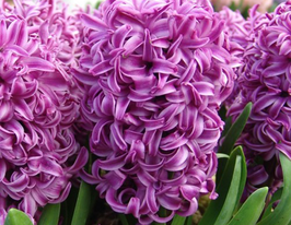 Гіацинт Пьорпл Сенсейшн (Purple Sensation)купити