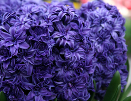 Роял Наві (Royal Navy) 1 шткупити