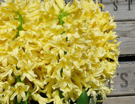 Гіацинт Єллоу Квін (Yellow Queen)купити