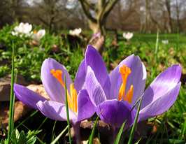 Крокус Вайтевел Перпл (Whitewell Purple) купить
