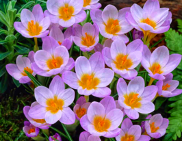 Крокус ботанічний Фаєрфлай (Firefly)купити