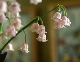 Конвалія Розеакупити