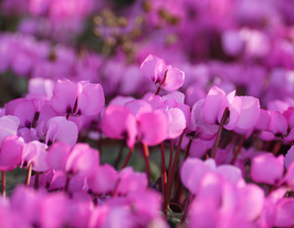 Цыкламен Коский Гибрид (Coum Hybriden) купить