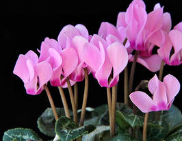 Цикламен Персидский (Persicum) купить