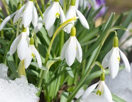 Підсніжник Воронова (Woronowii)купити