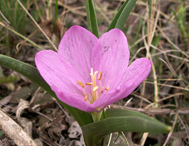 Брандушка різнобарвна 5 шткупити