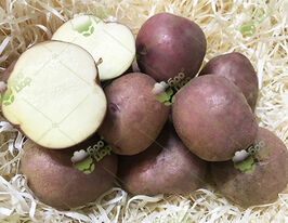 Картофель Червона Рута купить