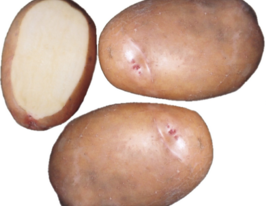 Червона Рута 5 кгкупити