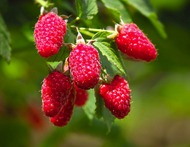 Ежемалина Тайберри купить