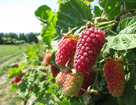 Логанберри Торнлесс купить