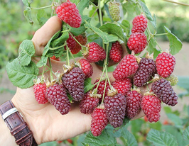 Ежемалина Букингем Тайберри купить