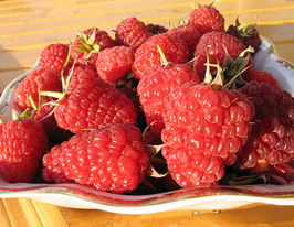 Малина Брянское чудо 1 шт купить