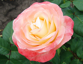 Троянда чайно-гібридна Белла Перла (Bella Perla)купити