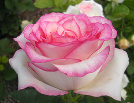 чайно-гібридна Дольче Віта (Dolce Vita) 1 шткупити