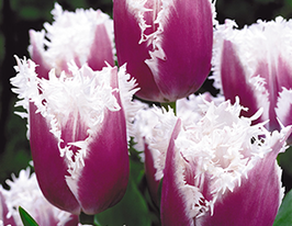 Тюльпан Бахромчастый Американ Игл (American Eagle) купить