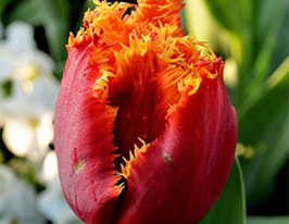 Тюльпан Бахромчатый Канари (Canary) купить