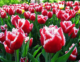 Тюльпан бахромчатый Канаста (Canasta) купить