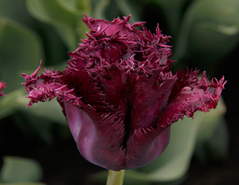 Тюльпан Бахромчатый Кубан Найт (Cuban Night) купить