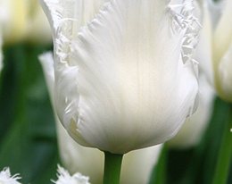 Тюльпан Бахромчатый Daytona (Дайтона) купить