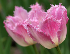 Тюльпан Бахромчатый Хюс Тен Бош (Huis Ten Bosch) купить