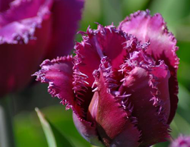 Тюльпан Бахромчатый Травеллер (Traveller) купить