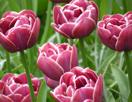 Тюльпан Махровий Дрім Тач (Dream Touch)купити