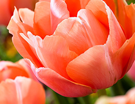 Тюльпан махровый Ментон Экзотик (Menton Exotic) купить