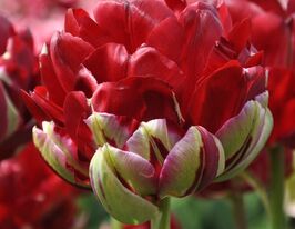 Тюльпан Махровый Анкл Том (Uncle Tom) купить