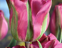 Тюльпан Виолет Берд (Violet Bird) купить