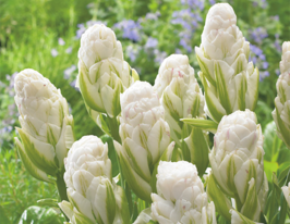 Бруклин (Brooklyn) 3 шт купить