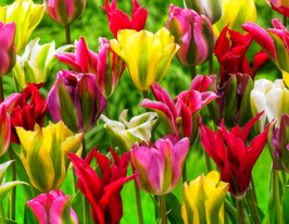 Тюльпан Зеленоцветковий Смесь  купить