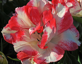 Карточе (Cartouche) 3 шткупити