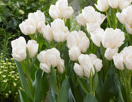 Тюльпан Багатоквітковий Вейс Берлінер (Weisse Berliner)купити