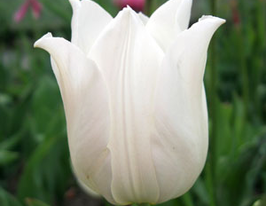 Тюльпан Уайт Элеганс (White Elegance) купить