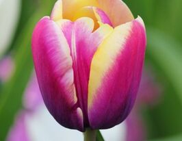 Тюльпан триумф Арабиан Бьюти (Arabian Beauty) купить